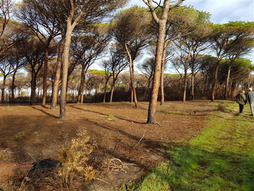 Avviso di asta pubblica per la vendita a "corpo in piedi" del materiale legnoso proveniente dal lotto Castagnea di proprietà del Comune di Portula con il metodo per mezzo di offerte segrete da confrontarsi poi con il prezzo indicato nellavviso di gara, ai sensi dellart.73 lett. c) del R.D. 23.05.1924, n° 827.