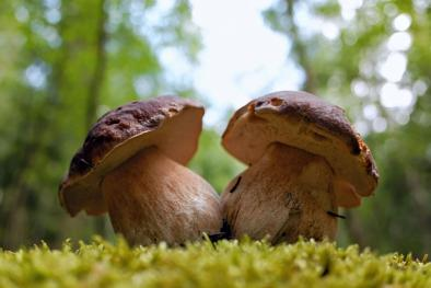â€œTutela dei funghi epigei spontanei. Contributo per la realizzazione di interventi per miglioramento rete sentieristica ed escursionistica.